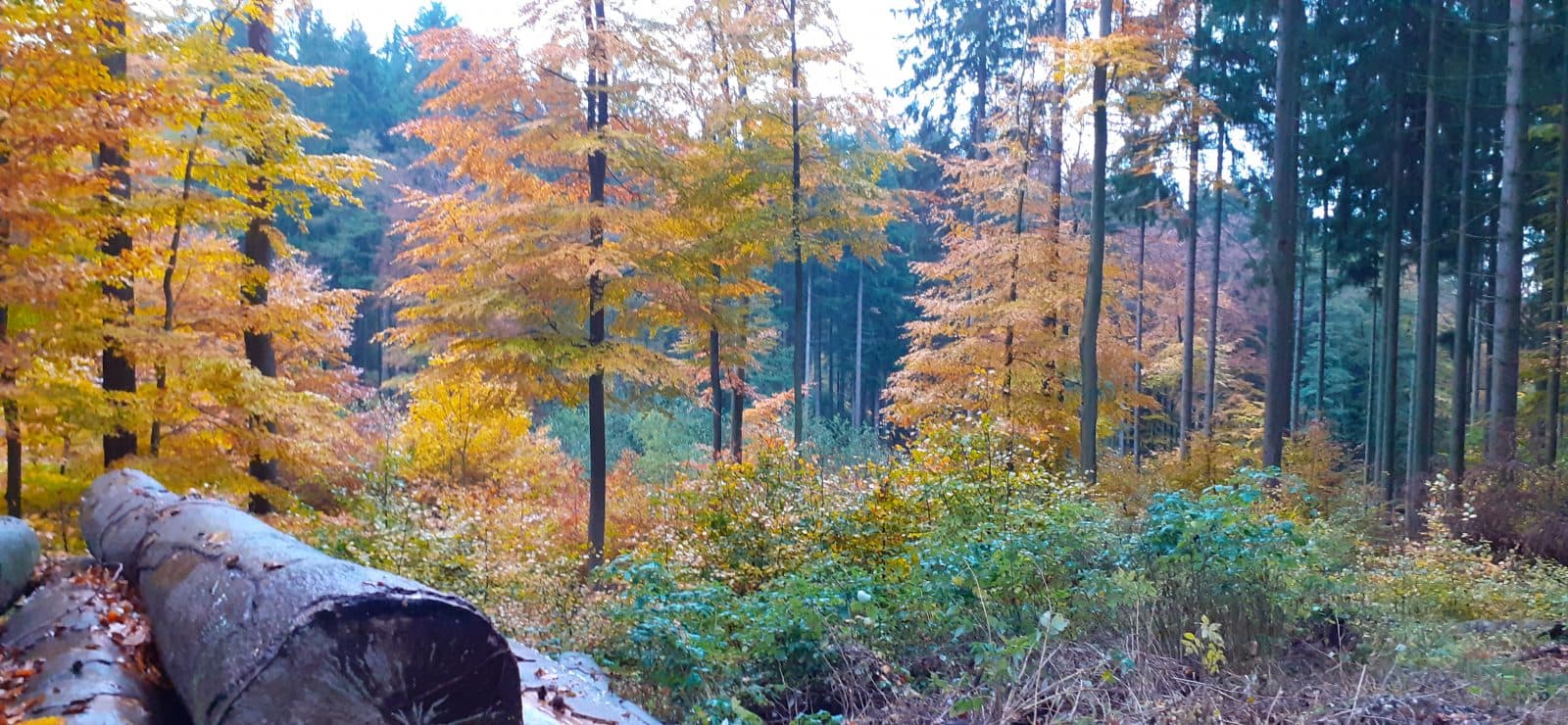 Im Gespräch #9: Eintauchen in die Magie des Shinrin-Yoku